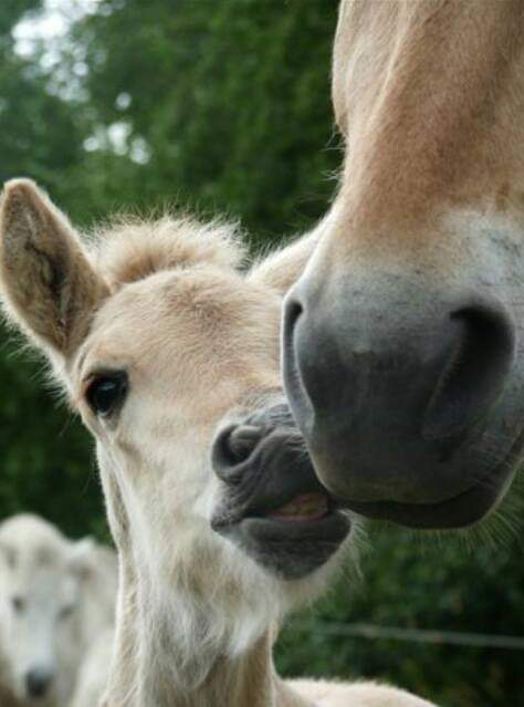 77-01- IN DAS BILD HABE ICH MICH VERLIEBT