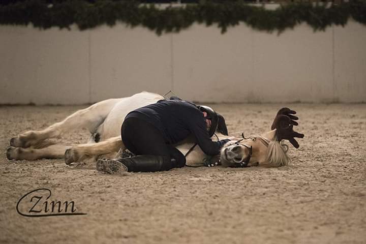 77-07-Nordpferd m.d.IGF 2017