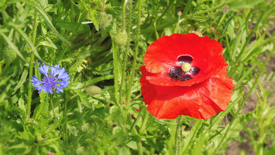 94-Maerchen von der Mohnblume und der Kornblume