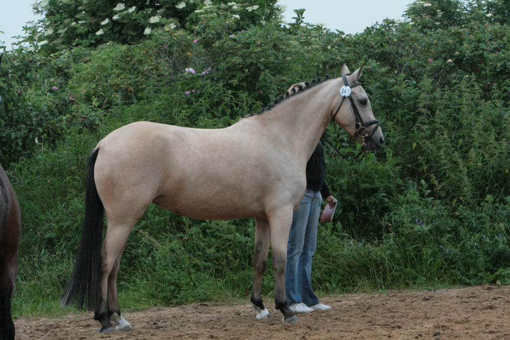 98-10-Großenwiehe 1342