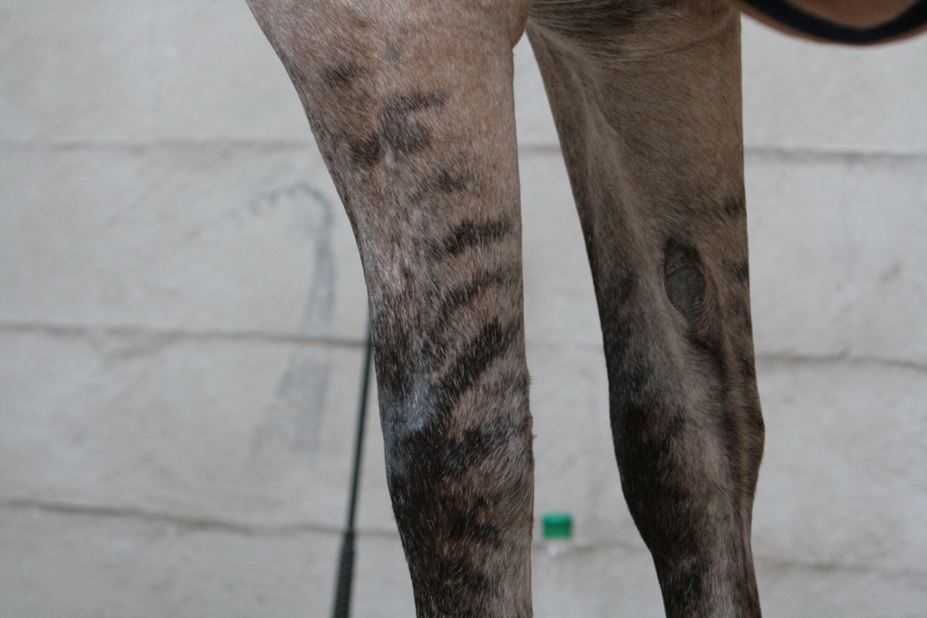 98-13-Großenwiehe 1380