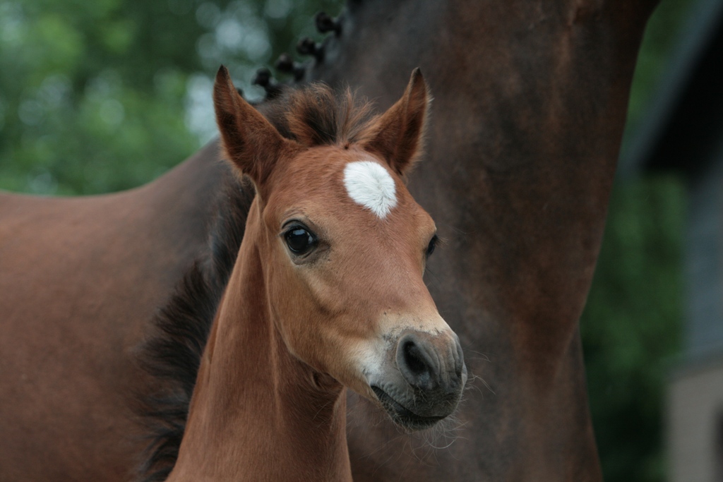 98-17-Padenstedt 2053